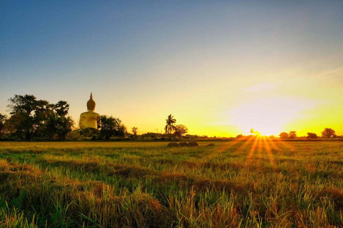 Discover Kalanamak Rice – A Healthy Rice with a 2,500-Year Legacy