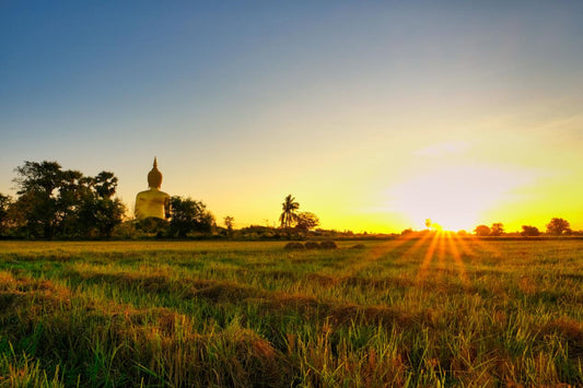 Discover Kalanamak Rice – A Healthy Rice with a 2,500-Year Legacy